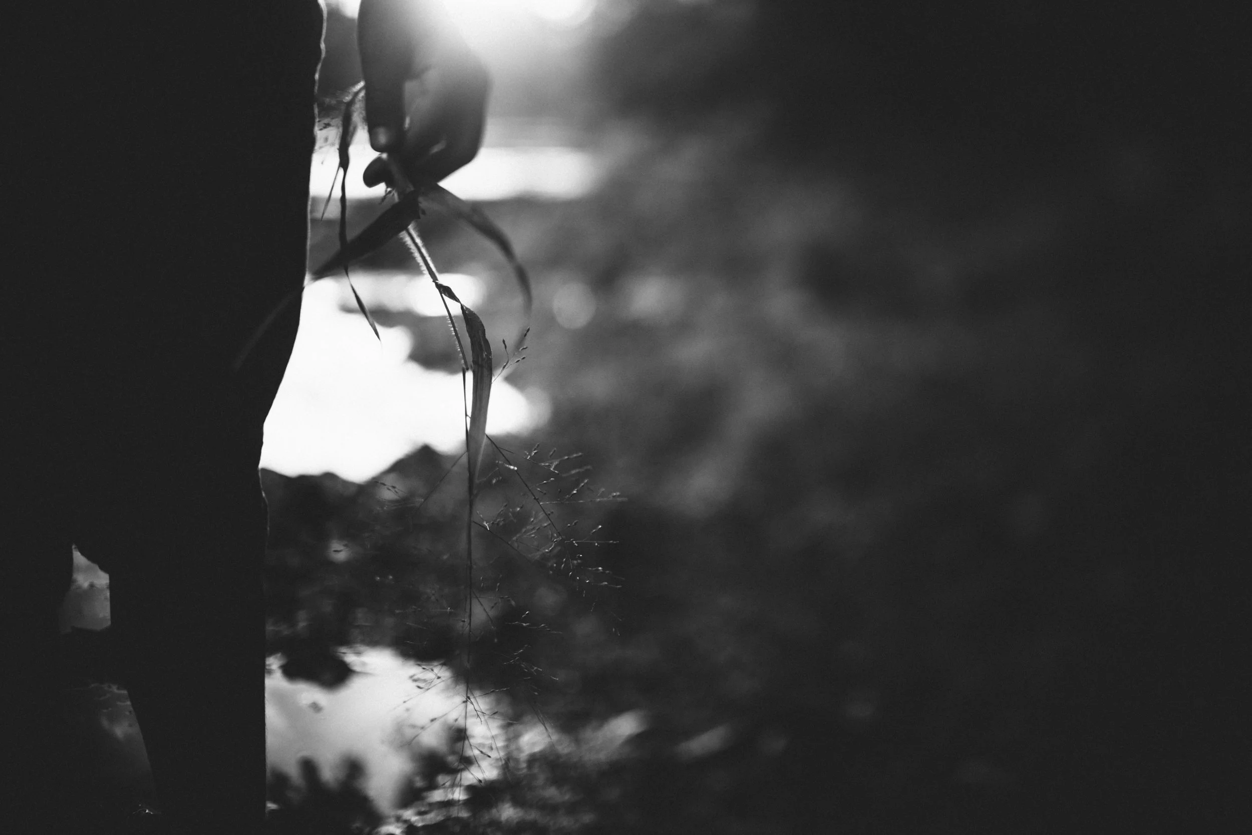 DSC_7861bw_1.jpg