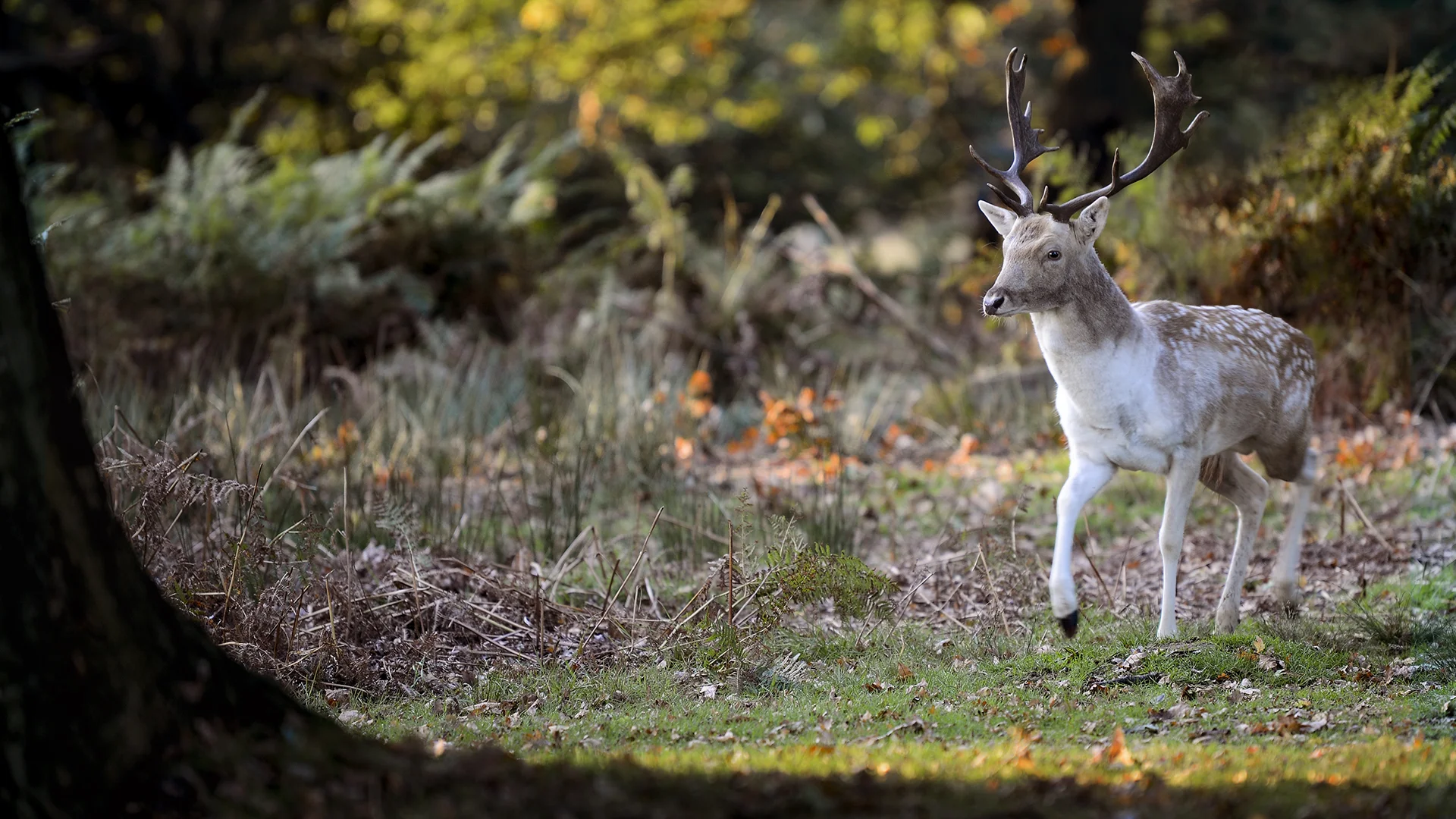 Facebook Header Size.jpg