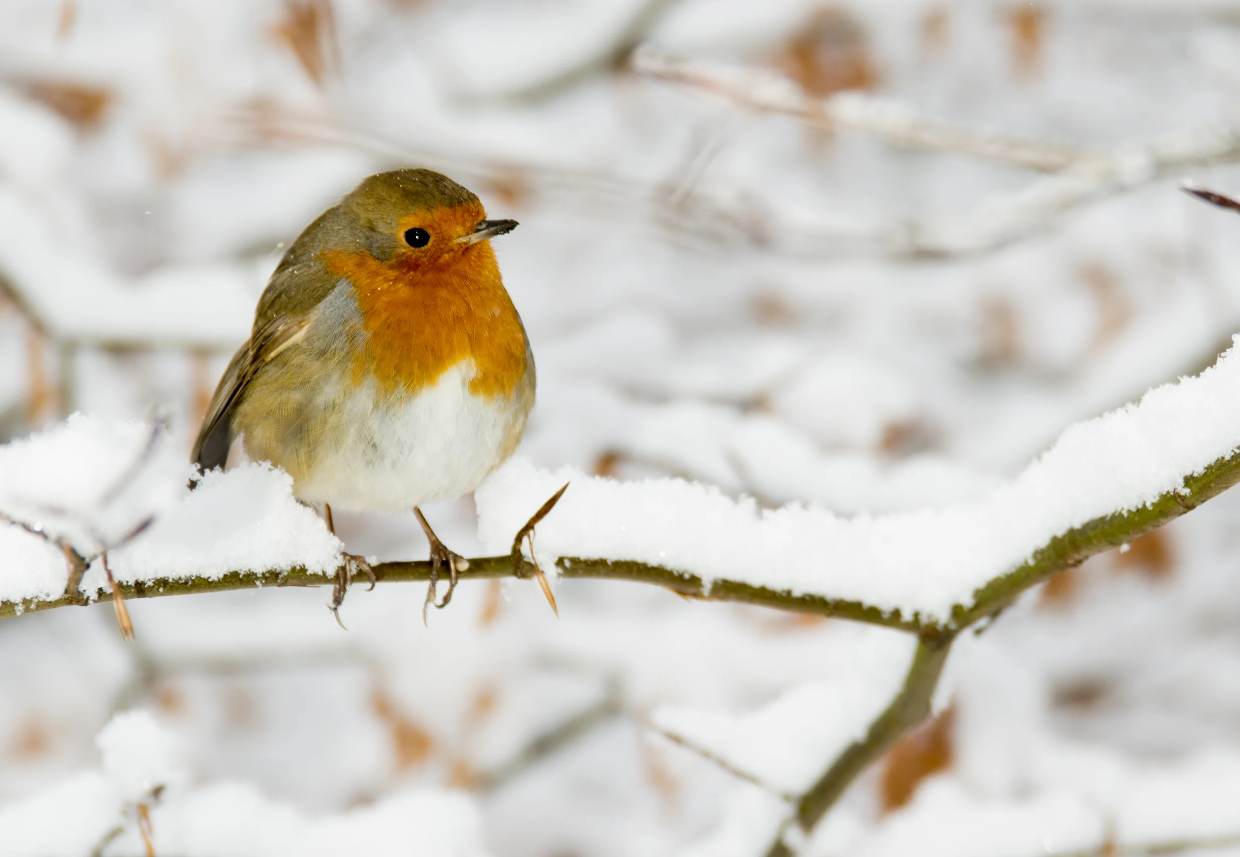 Robin on Snowy Beech.jpg
