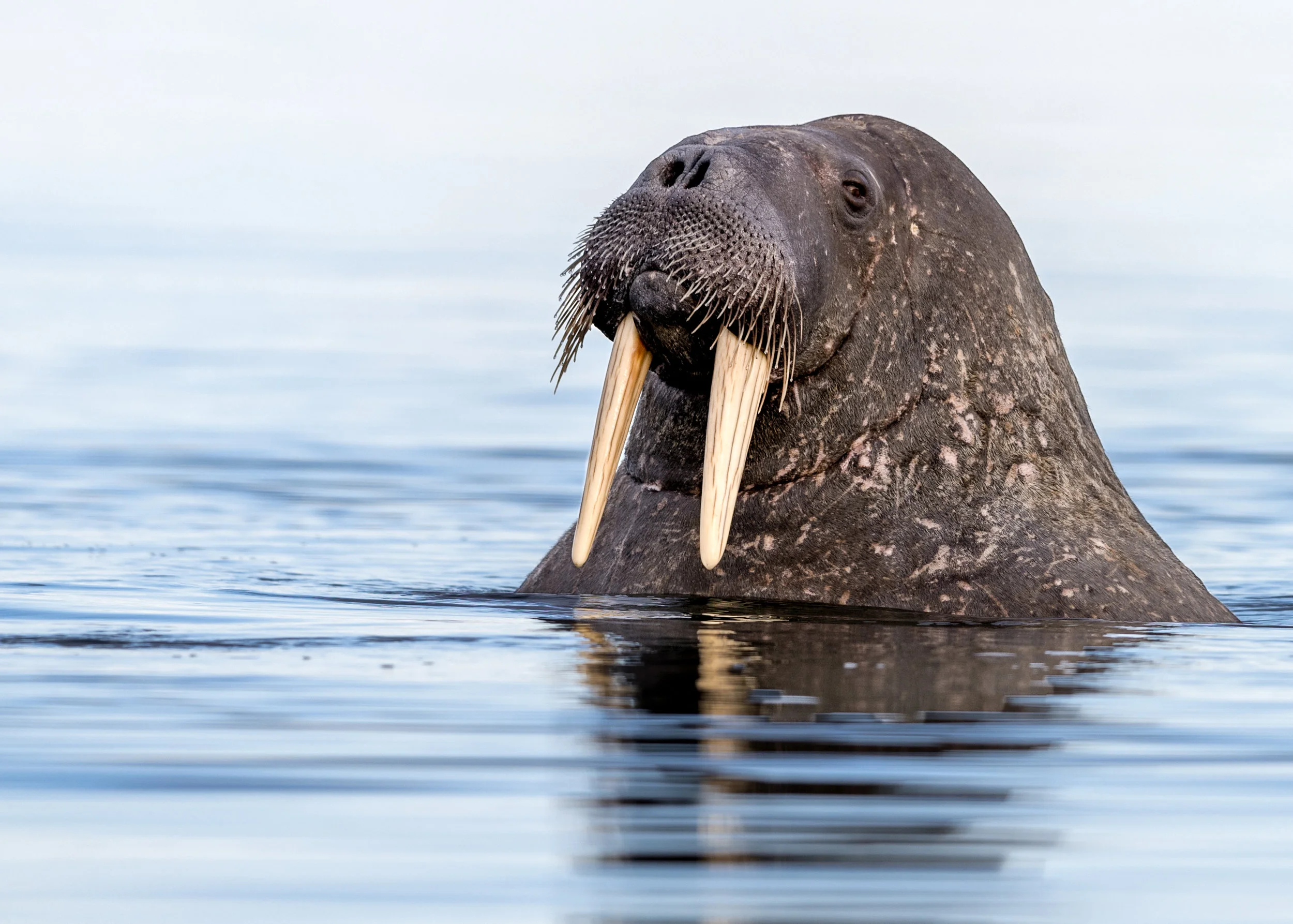 Walrus D857000.jpg