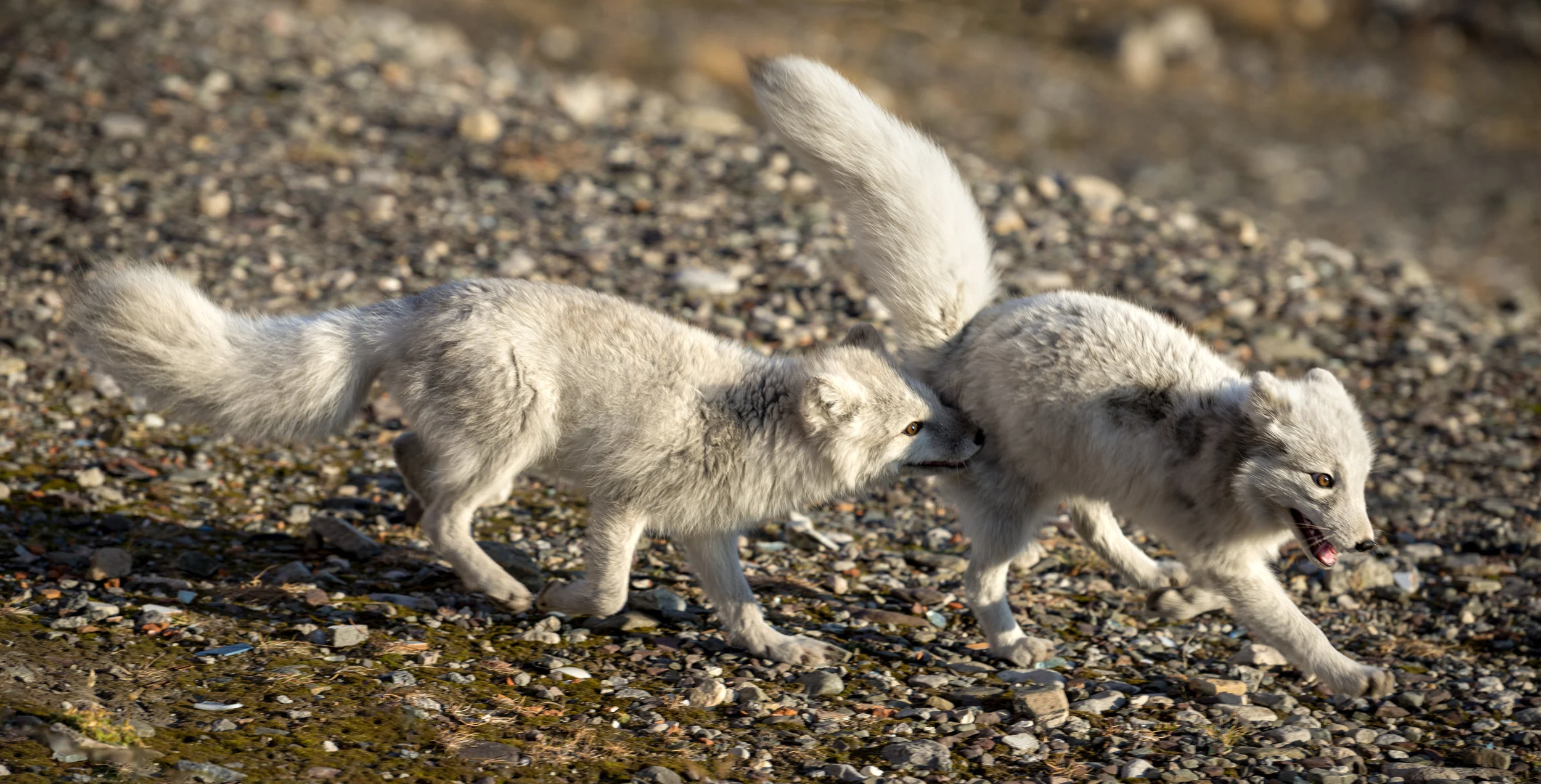 _DSC8787Arctic fox x2.jpg