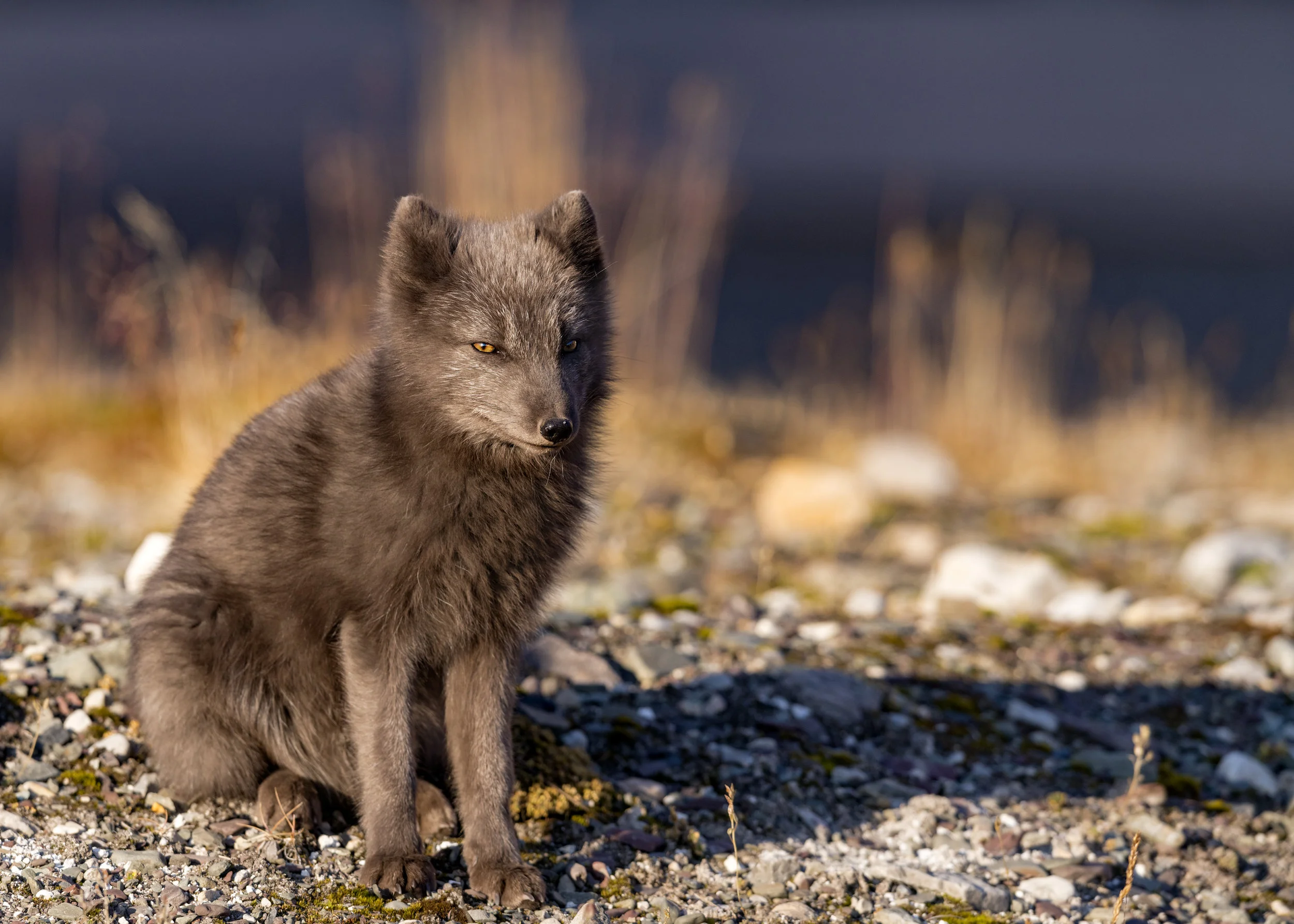 _D859234 Healthy Blue Fox.jpg