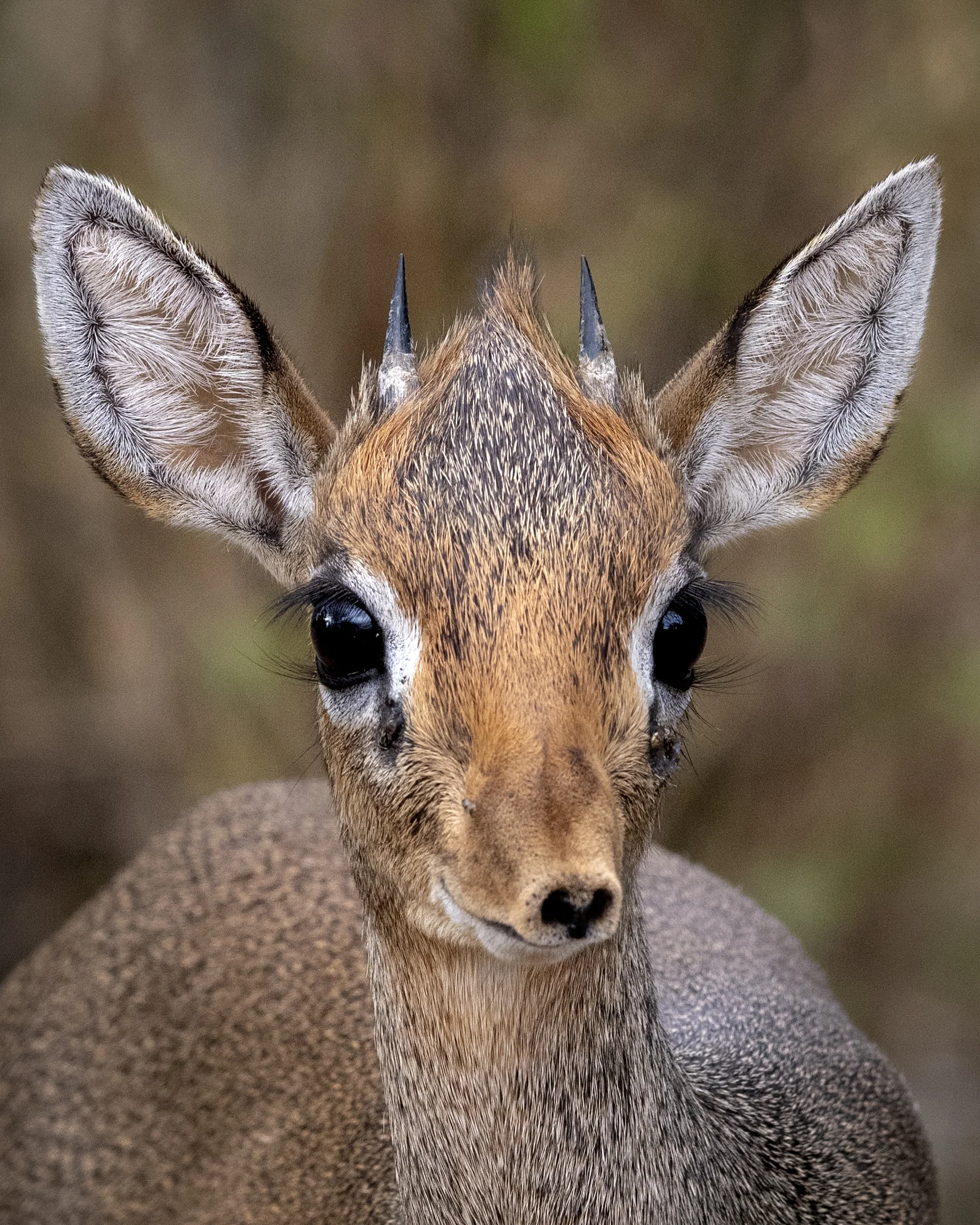 _D850549 Dik-dik.jpg