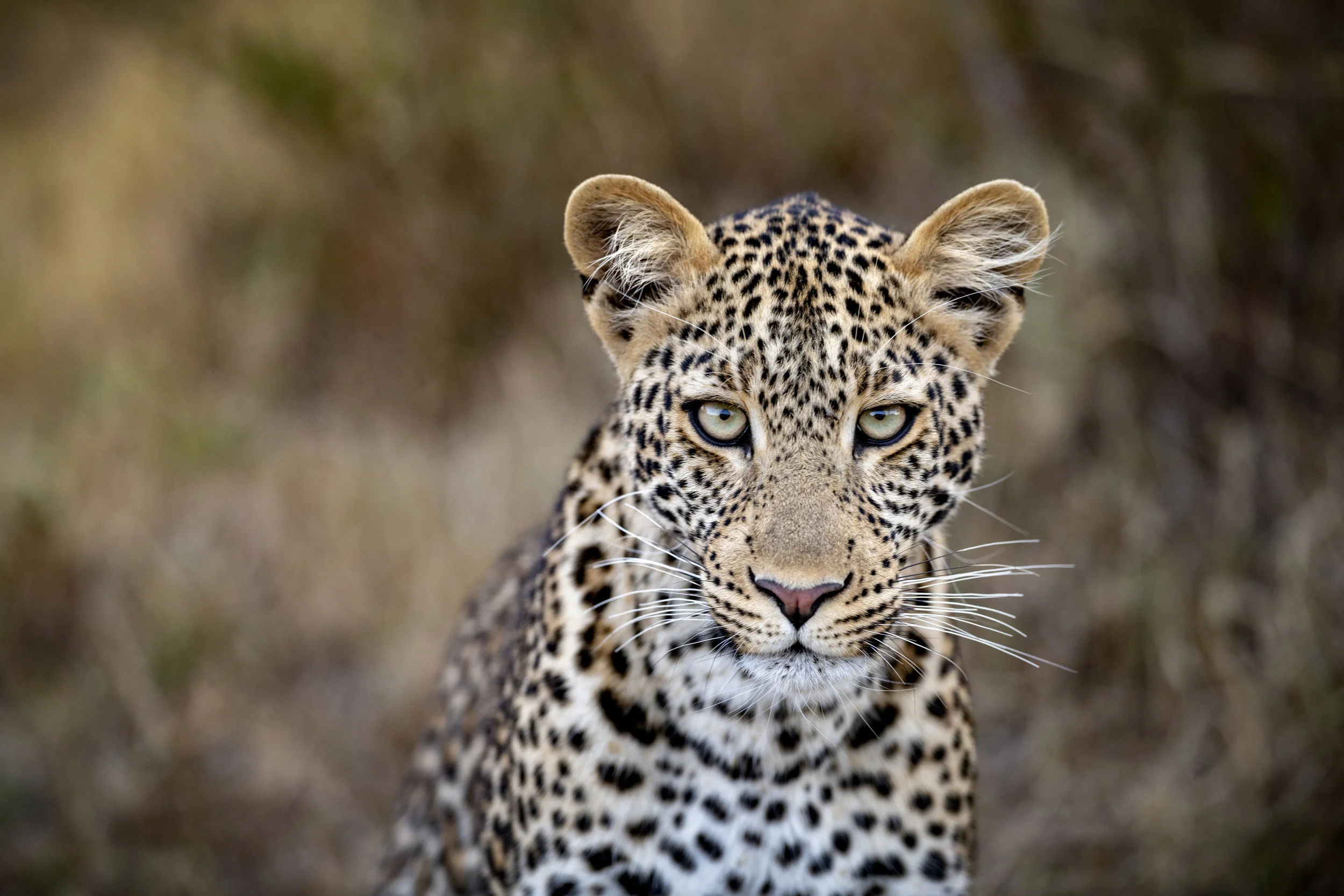 _D852341 Shy female 20mb.jpg