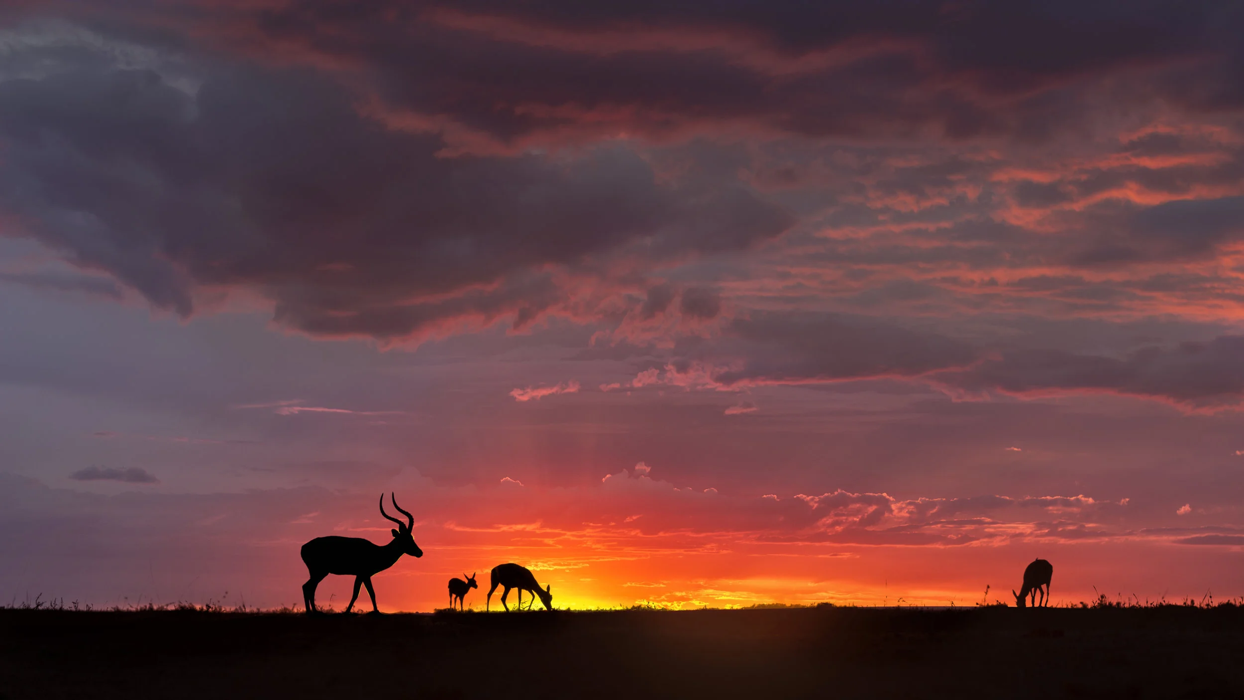 _DSC8996 Deer at Sunset.jpg