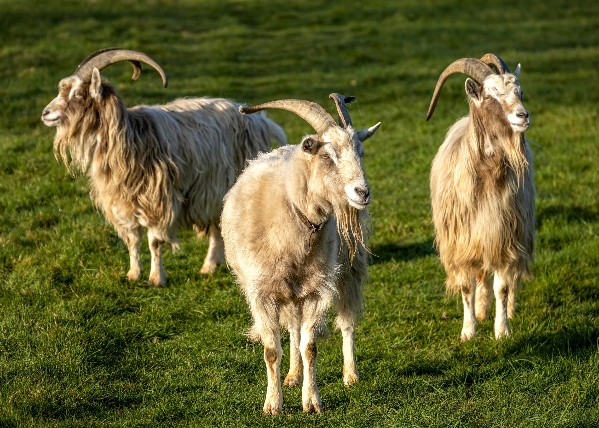 Billy goats gruff _D856413 20mb.jpg