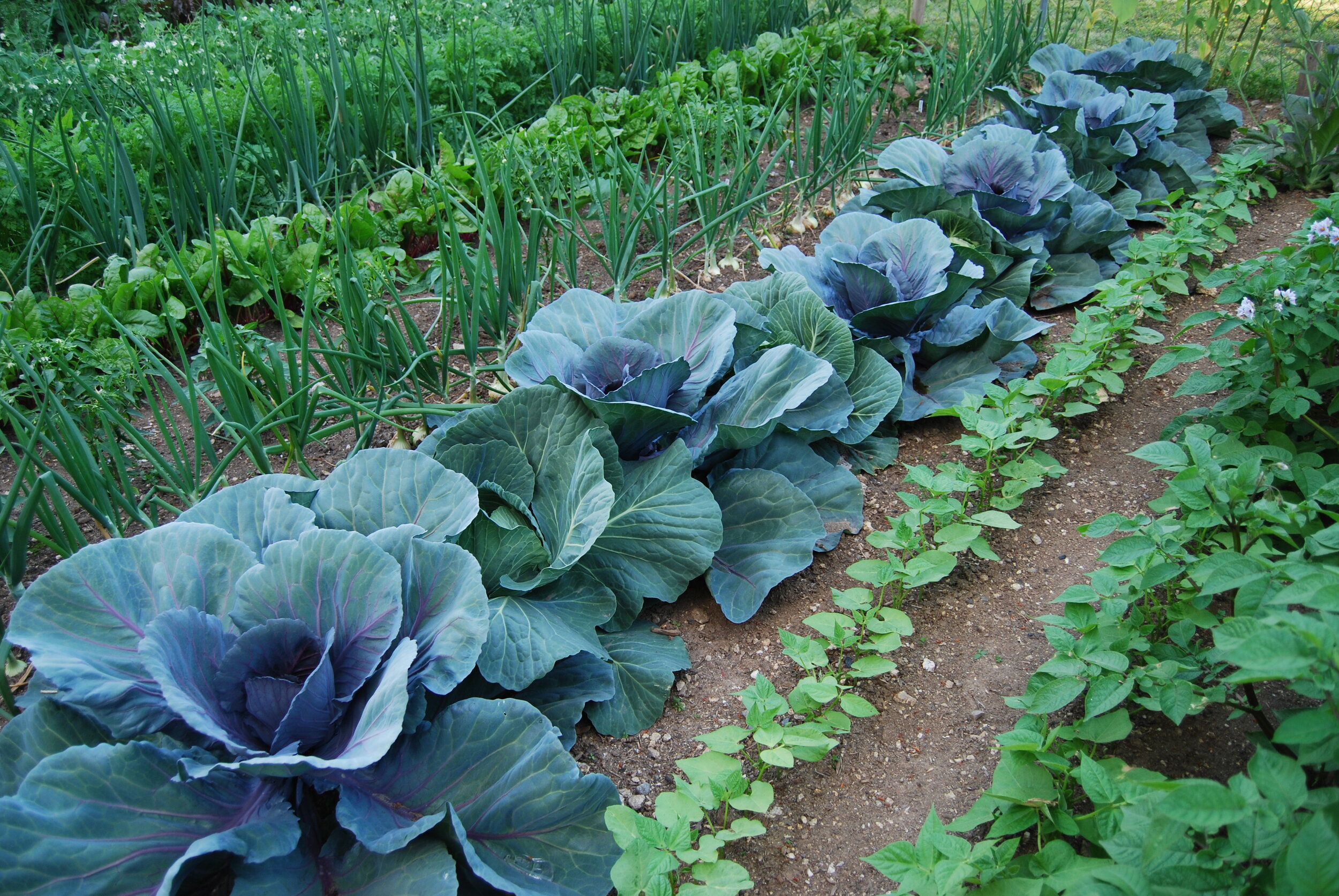 10 Reasons to Grow Your Own Veggies and Herbs