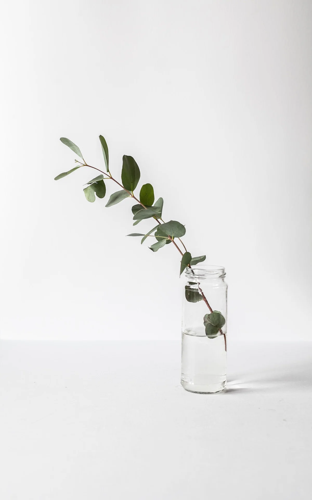 OliveSpacePsychiatryPlant01.jpg