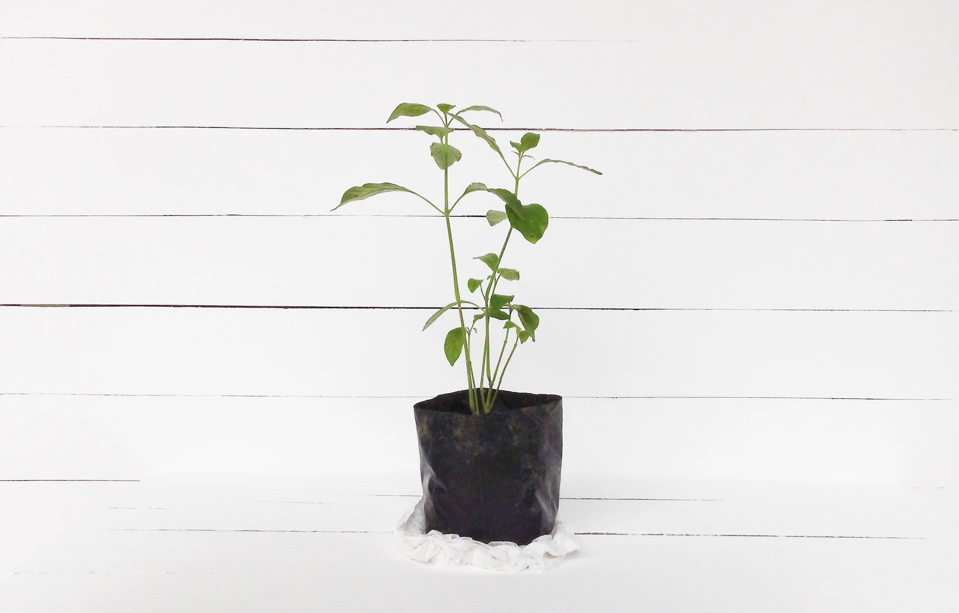 OliveSpacePsychiatryPlant08.jpg