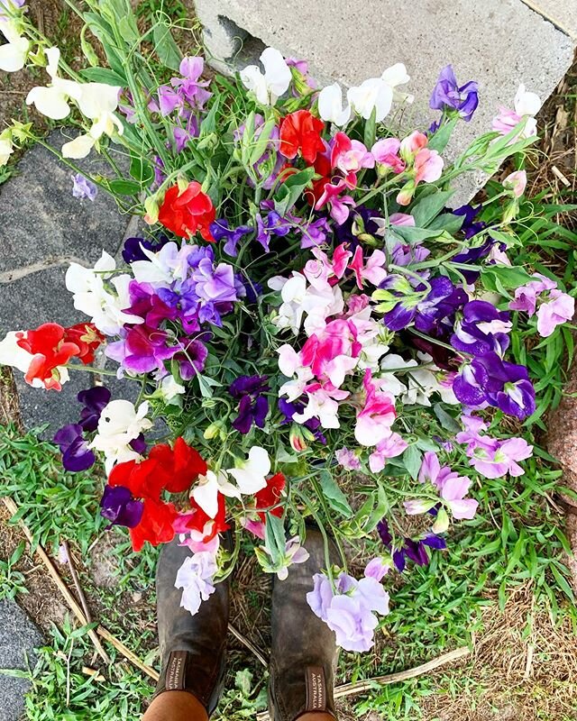 Here we are coming up on July 4th weekend the sweet peas are still going! #fieldgrown