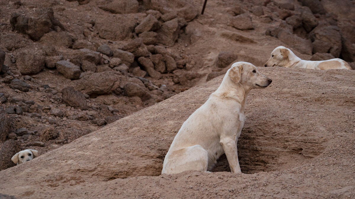 Bedouin_9_FORWEB.jpg