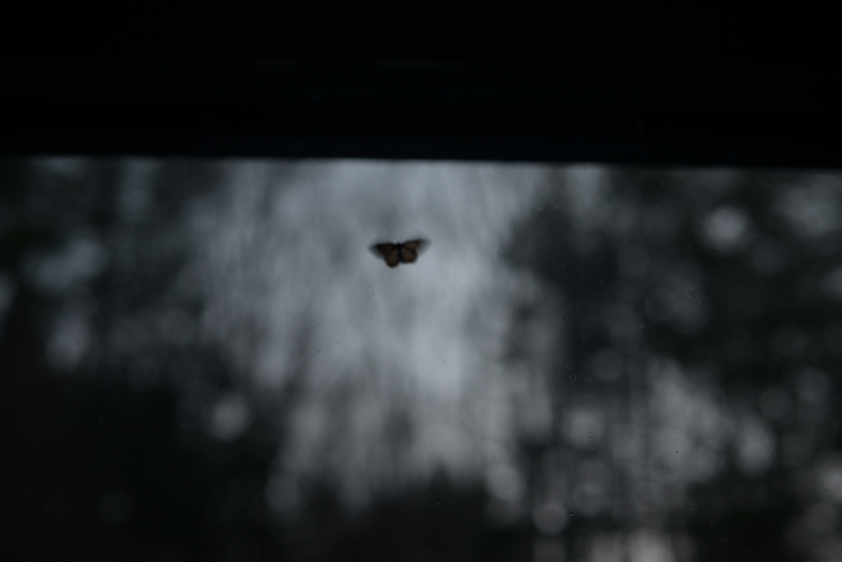 kiplings moth.jpg