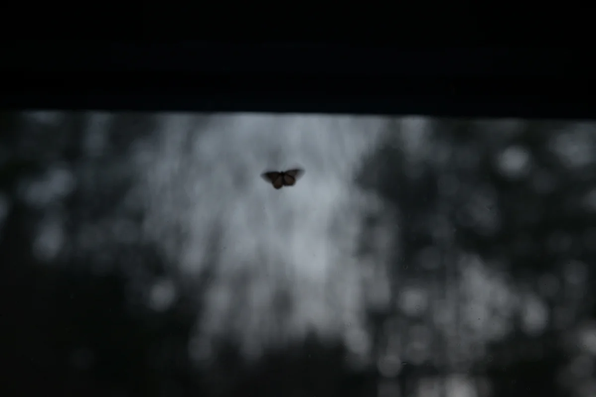 Kipling's Moth