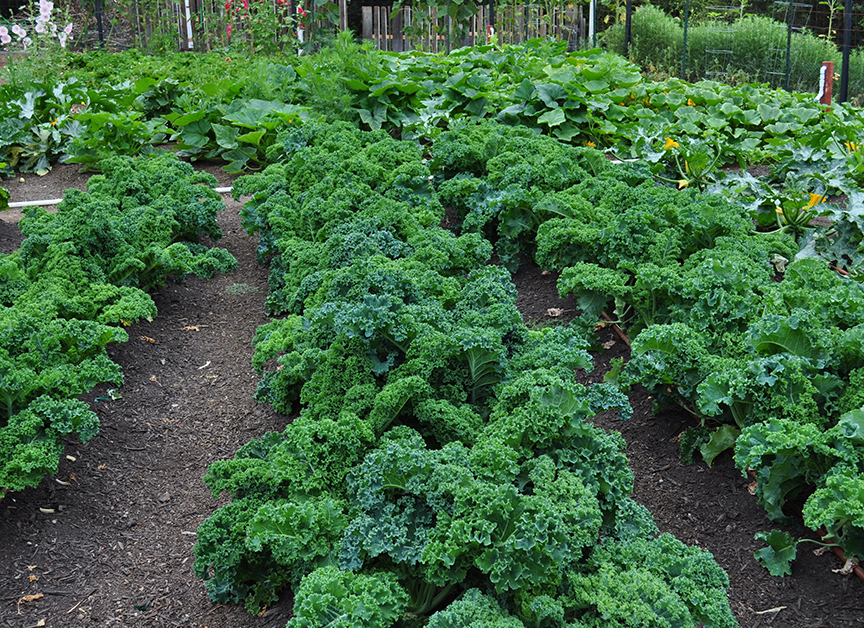 At The Ashram, we seasonally grow most of the vegetables you will consume in our very own organic garden.
