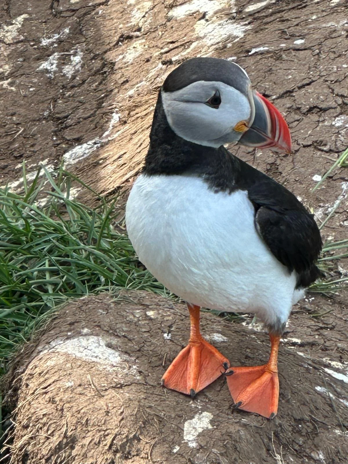 Atlantic puffin perched on coastal cliffs, a unique wildlife encounter while hiking in Iceland.
