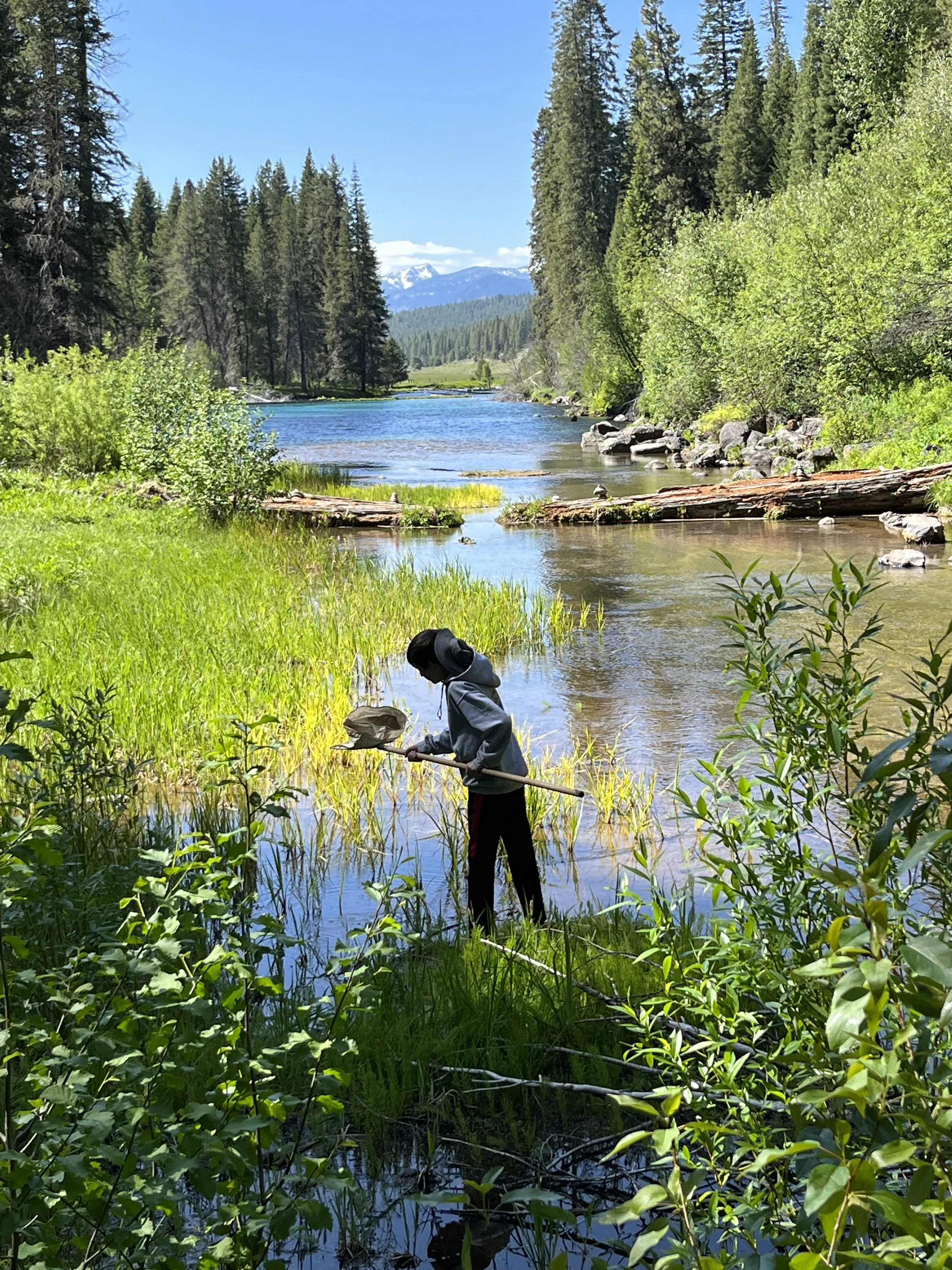 Student looking at a net alongside a stream.