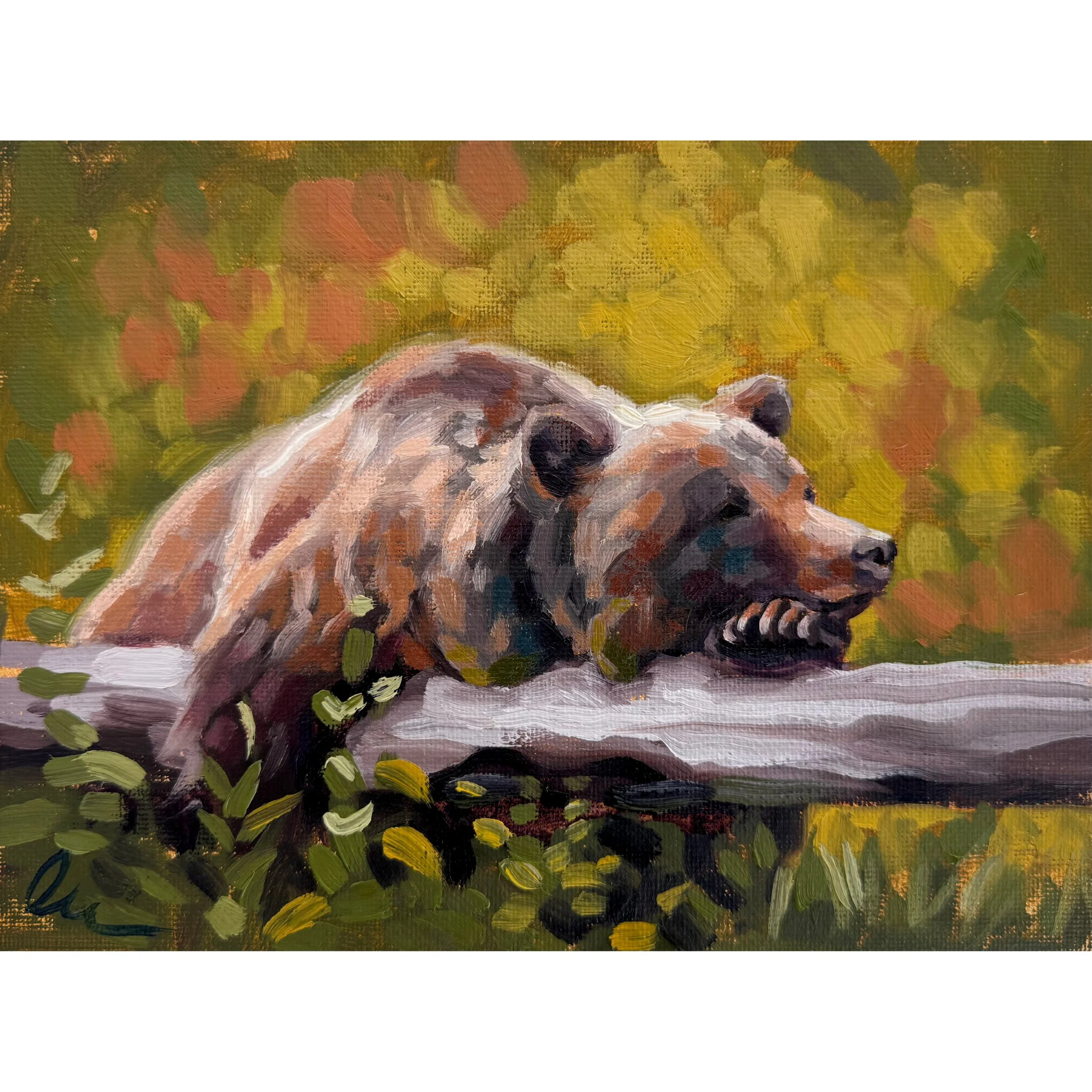 bear sighting square.jpg