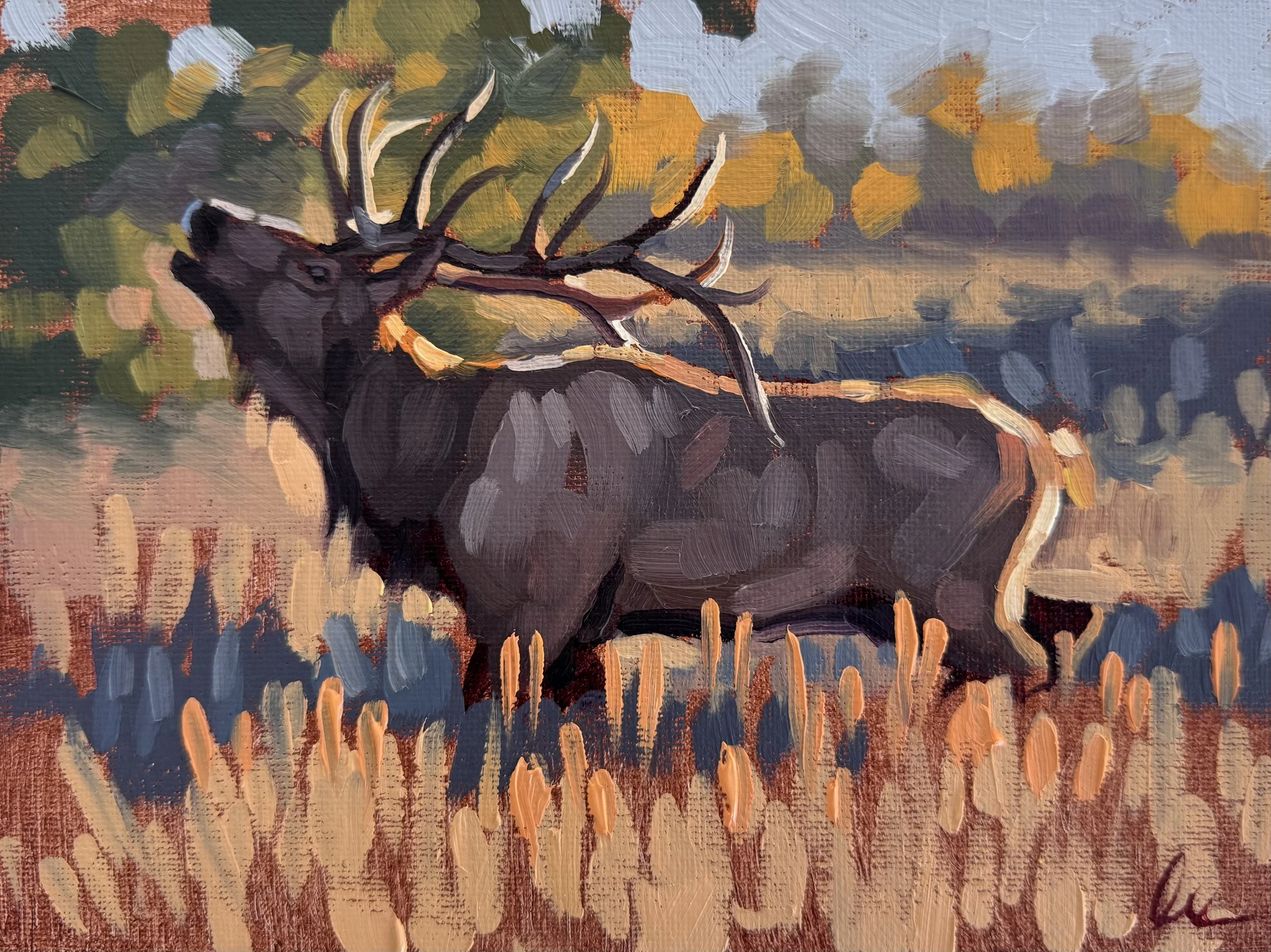 Elk Sighting.jpg