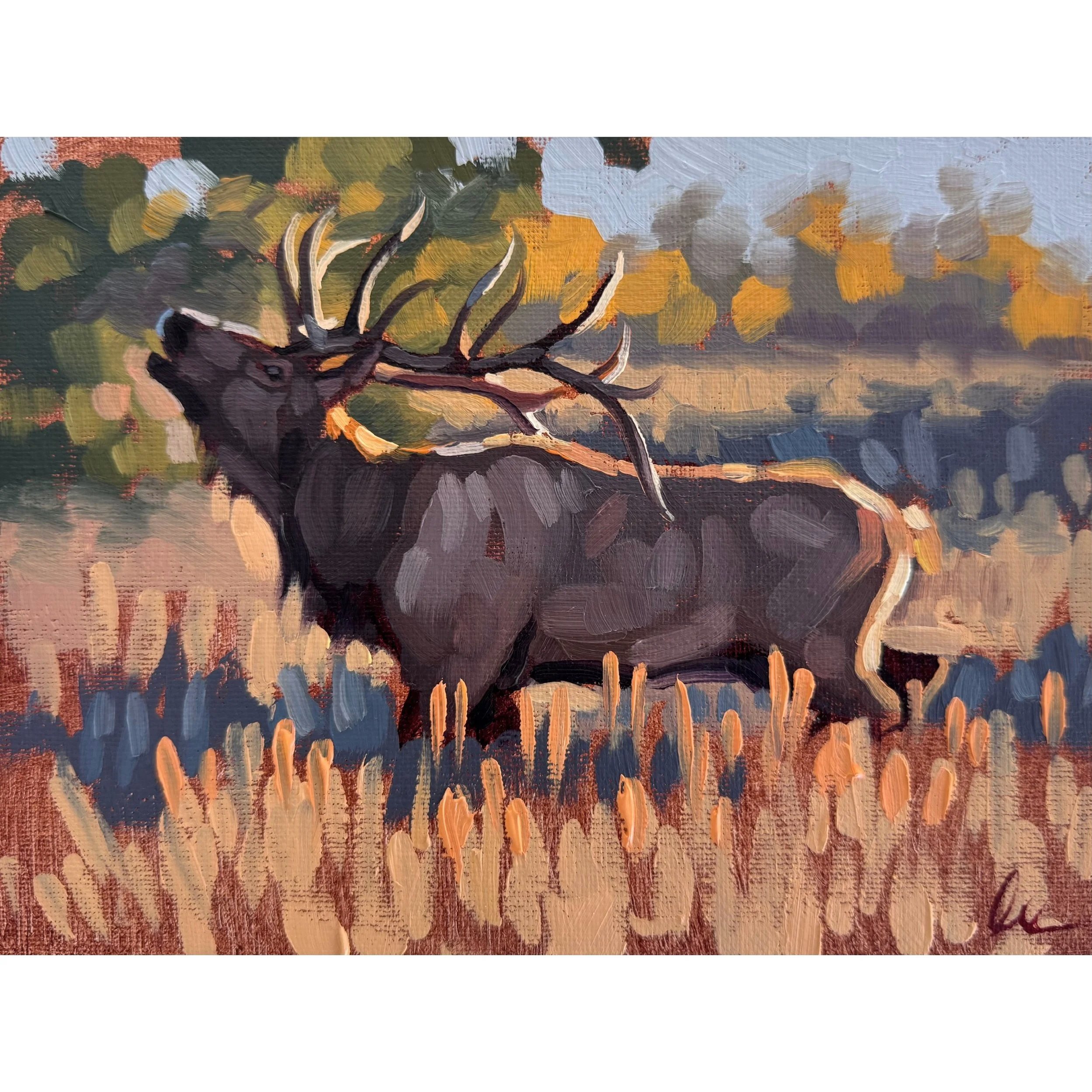 elk+sighting+square.jpg