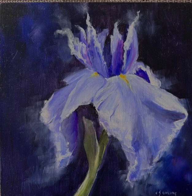 Iris from my Garden