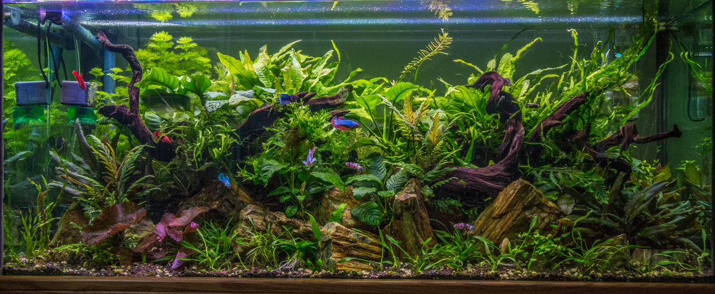 The 10 Best Aquarium Plants For Goldfish (that Will, 53% OFF