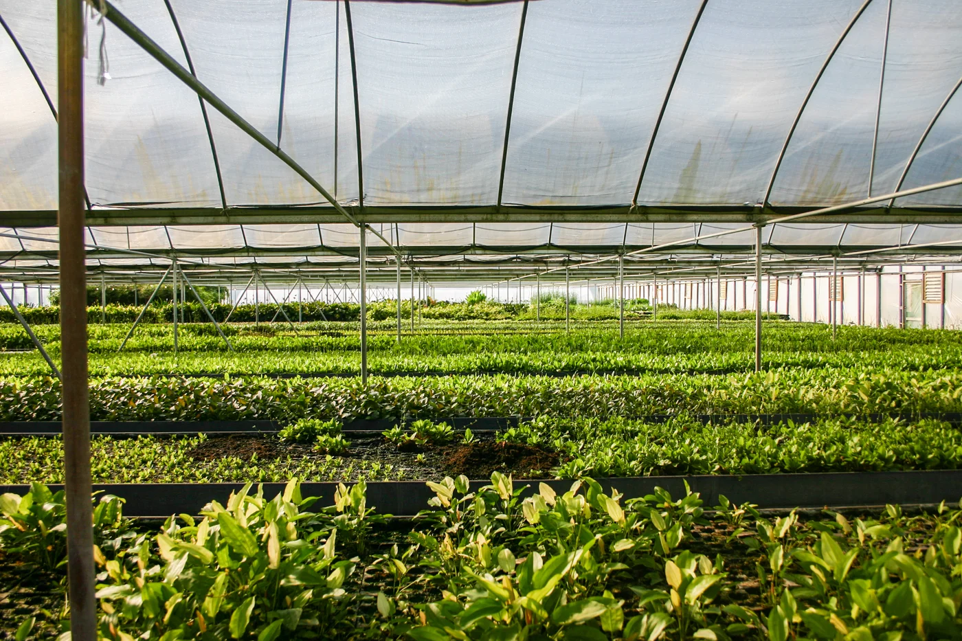 Florida Aquatic Nurseries