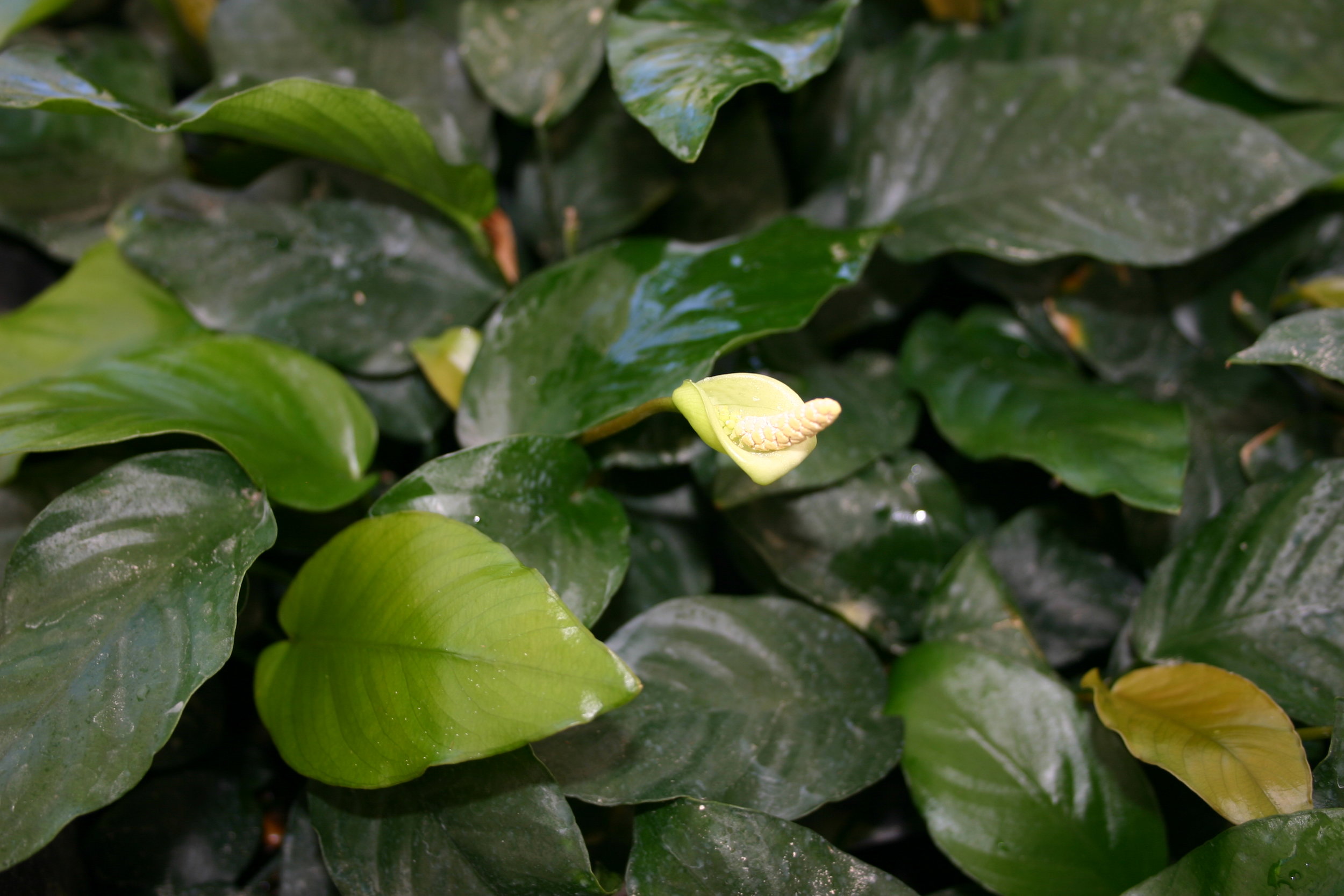 Florida Aquatic Nurseries