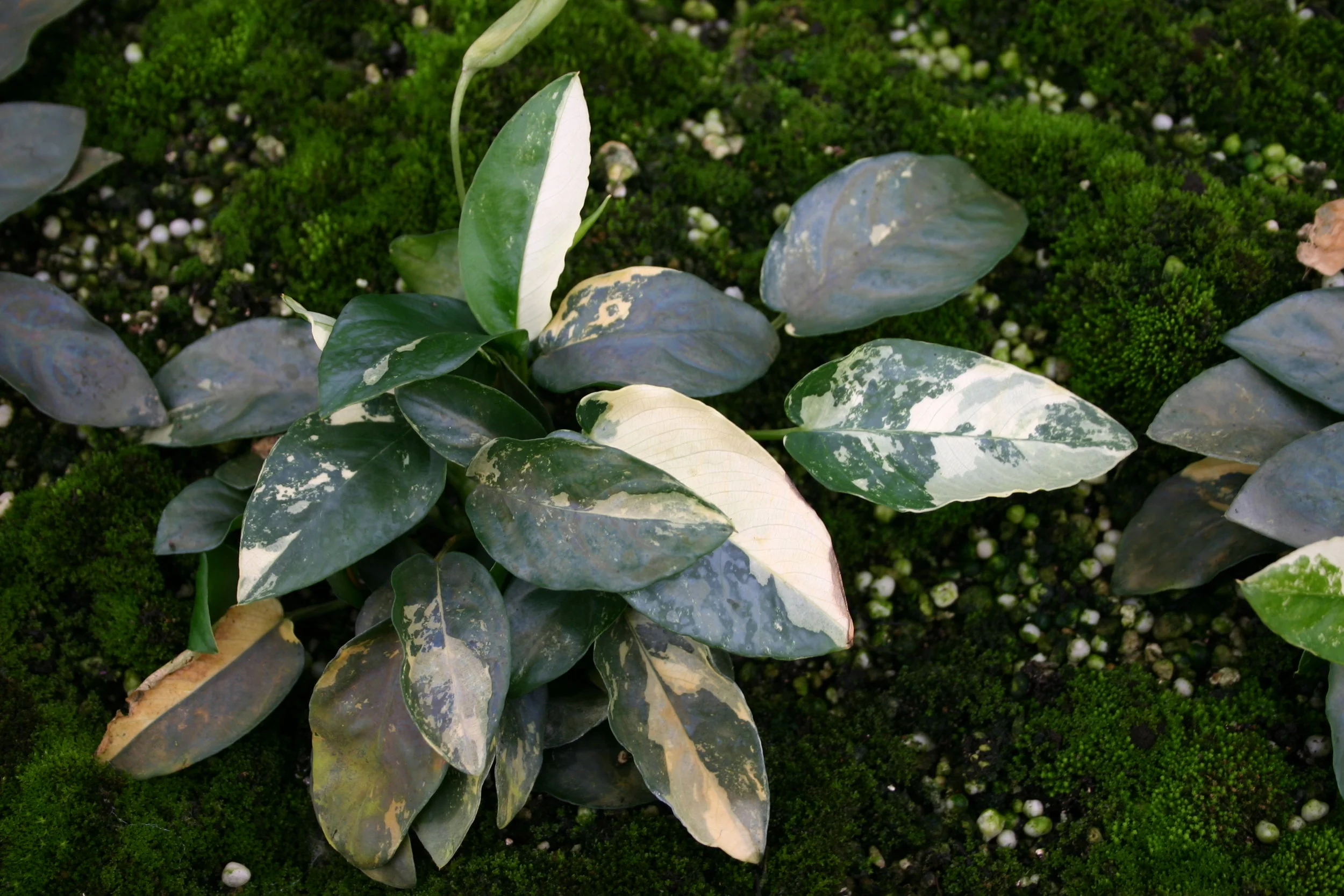 Florida Aquatic Nurseries