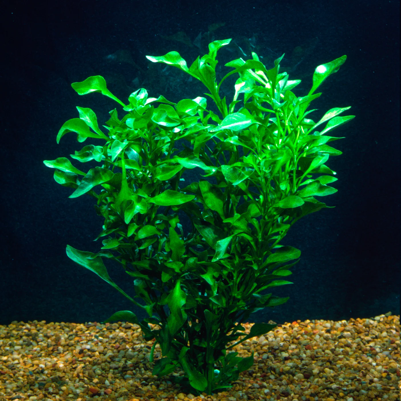 HEDGE_GREEN_alternanthera_ficoidea.jpg