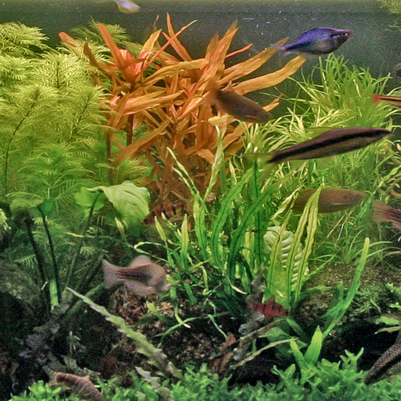 Aquarium Plants — Florida Aquatic Nurseries
