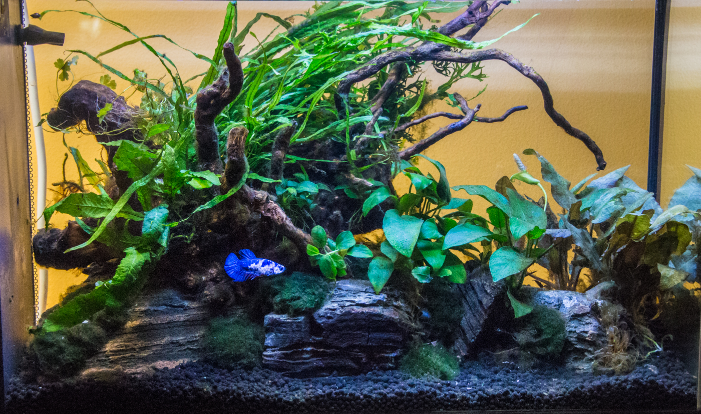Betta Fish Plants: Best Live and Fake Options 
