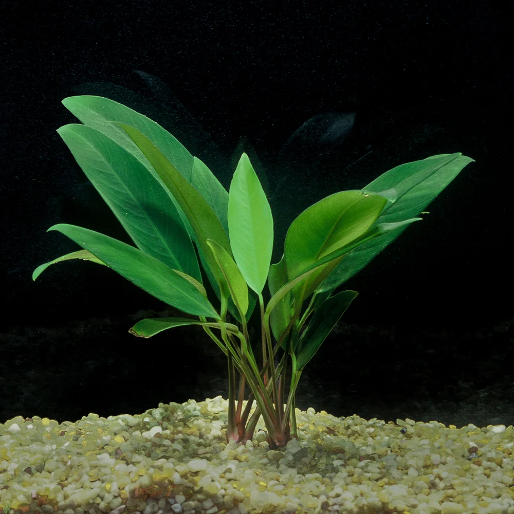 Anubias Congensis