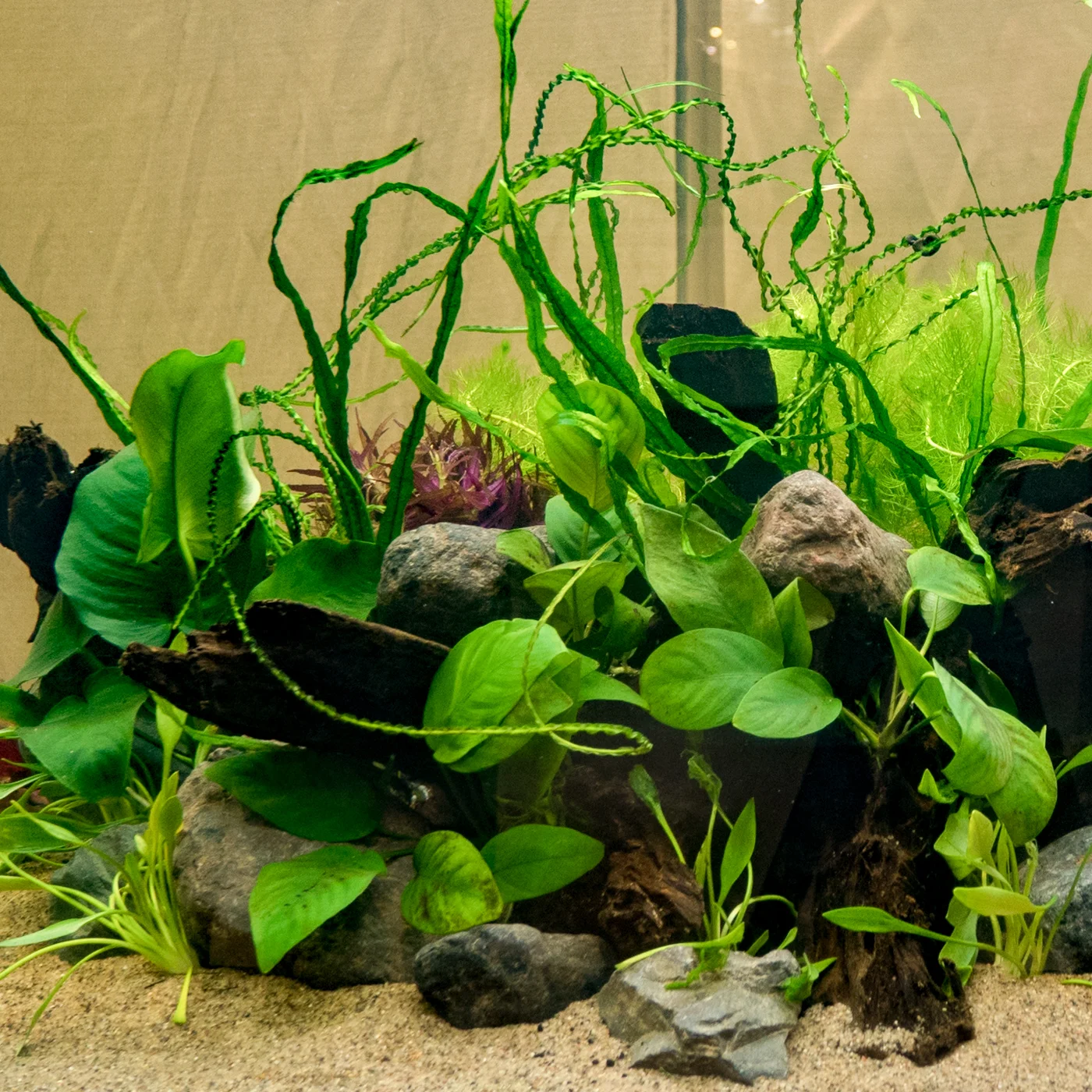 Anubias barteri var. 'barteri' — Florida Aquatic Nurseries