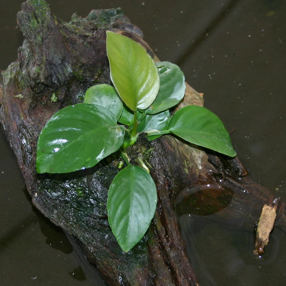 Anubias Barteri, Rl
