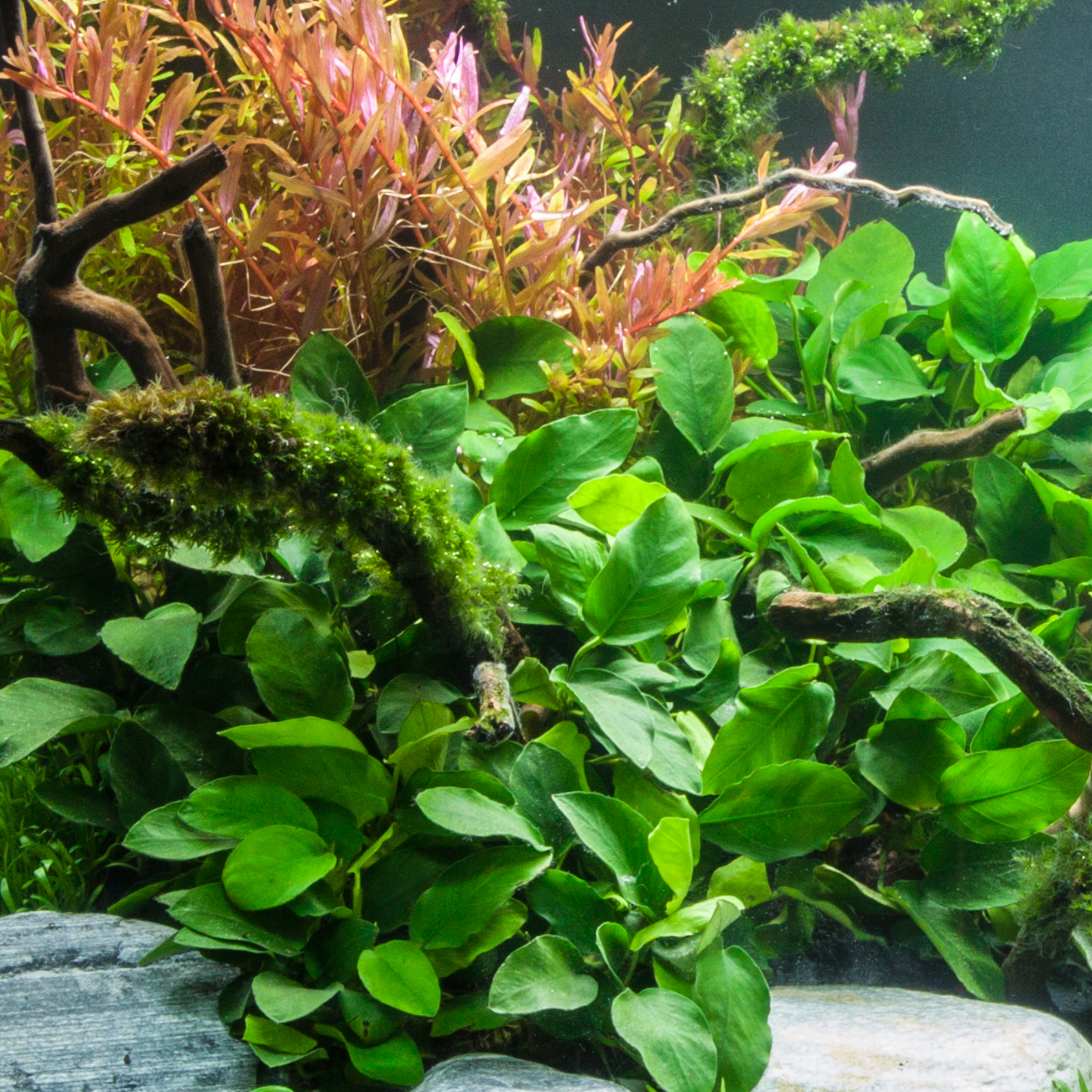 Anubias Barteri Var nana Florida Aquatic Nurseries anubias-barteri-var-nana-florida-aquatic-nurseries