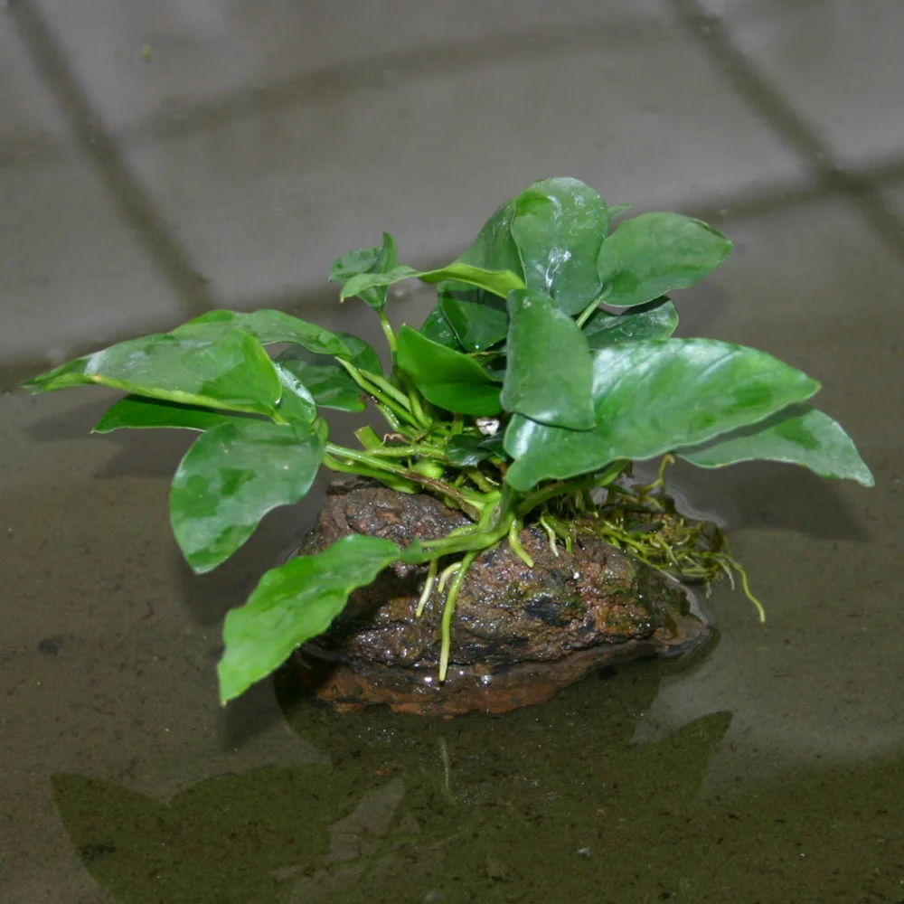 Anubias Nana Narrow Leaf
