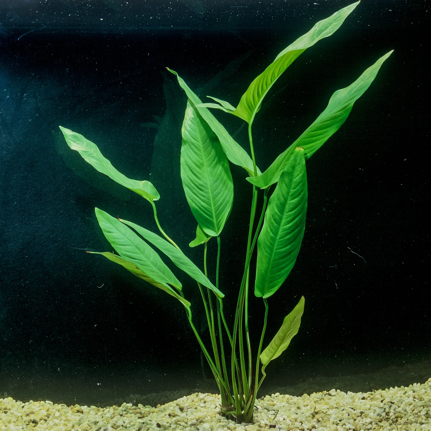 Anubias Gigantea Florida Aquatic Nurseries Anubias gigantea florida aquatic nurseries