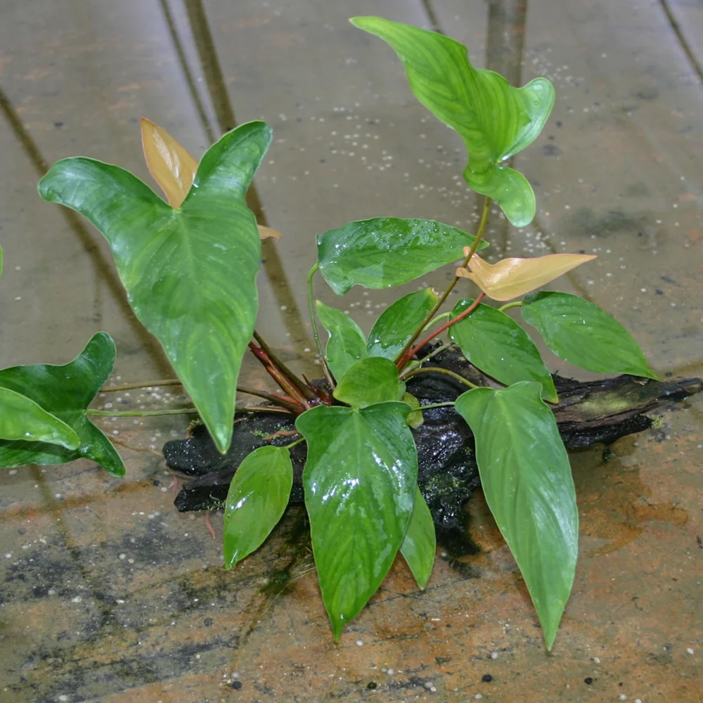 Anubias Hastifolia