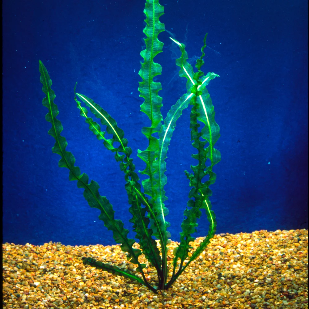 Capuroni Bulbs