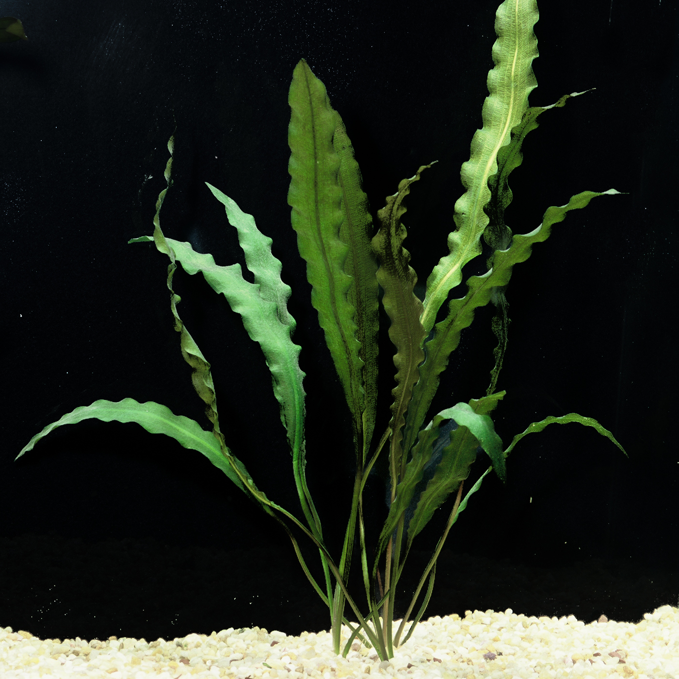 Aquarium Plants — Florida Aquatic Nurseries