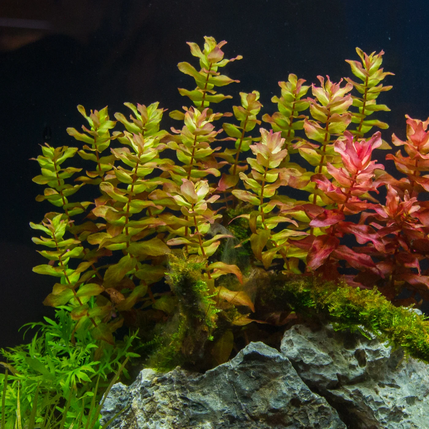 Bacopa Caroliniana Aquarium