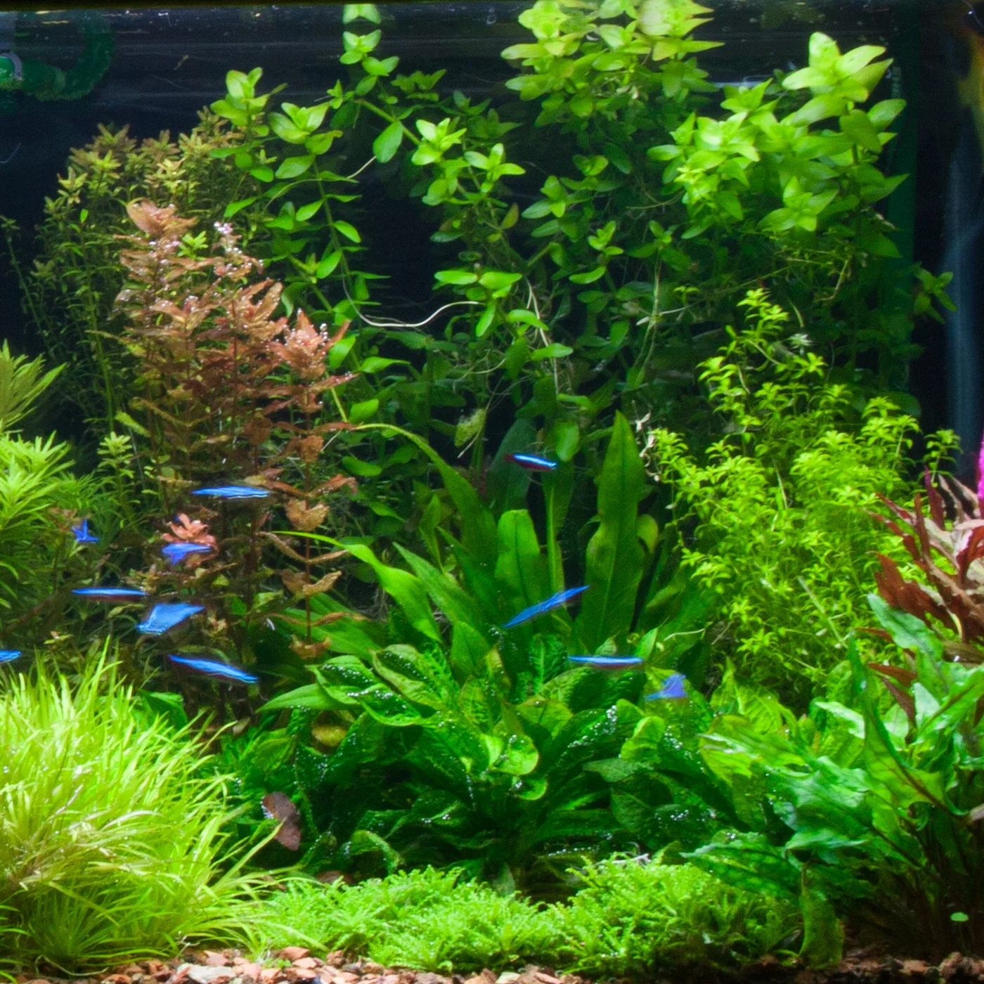 Bacopa Caroliniana Aquarium