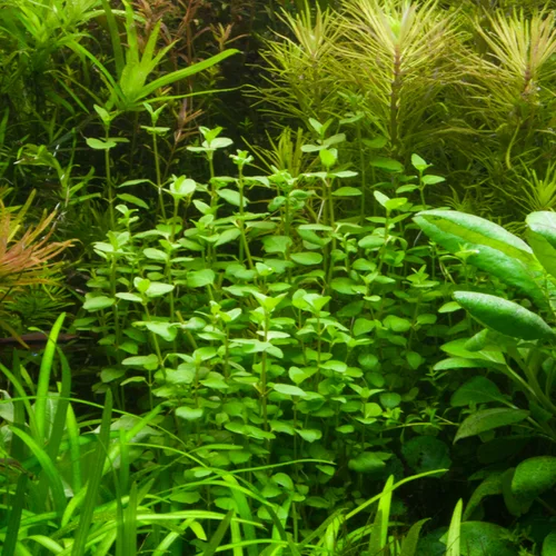 Bacopa Australis