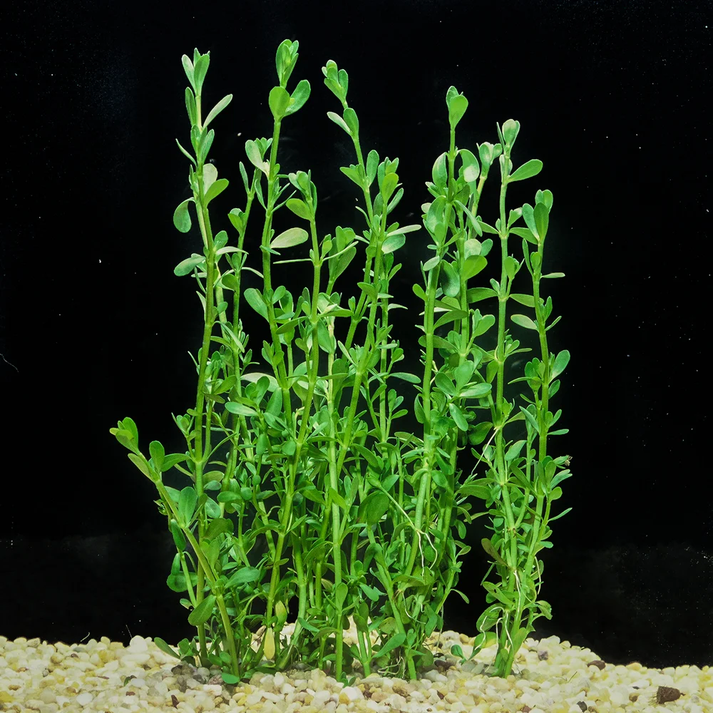 Moneywort. 6-24