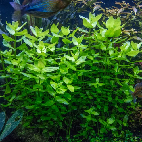 Bacopa
