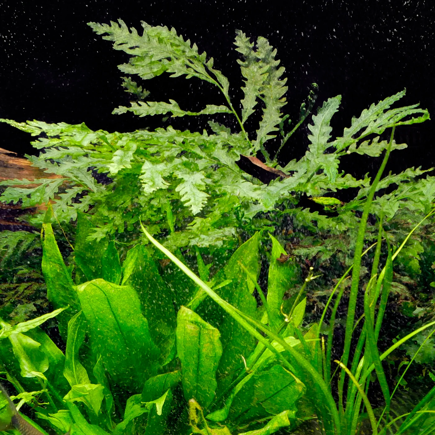 Aquarium Plants — Florida Aquatic Nurseries