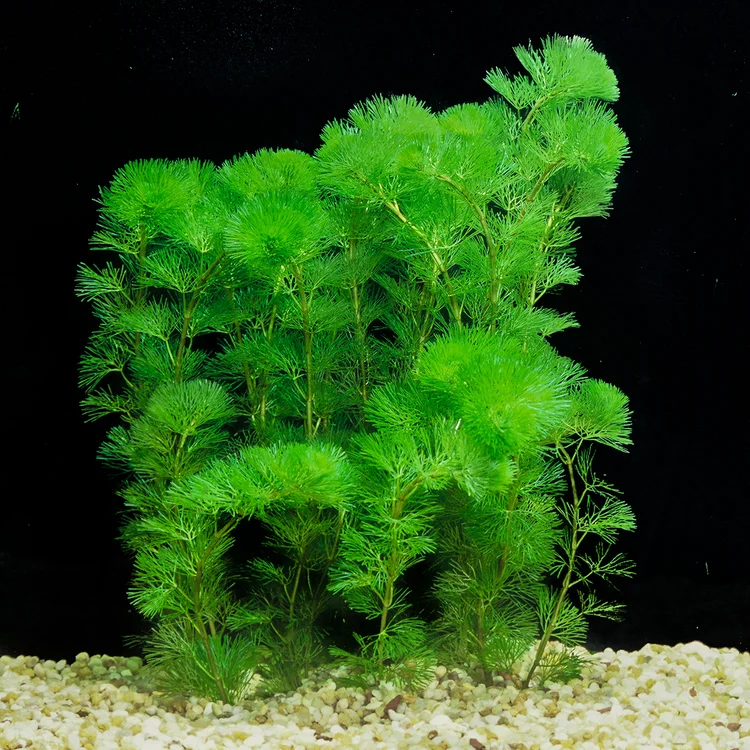  es una planta acuática de tallo fino y hojas en forma de abanico, muy decorativa por su textura delicada y color verde brillante. Originaria de América, crece rápidamente en acuarios bien iluminados y con sustrato nutritivo. Prefiere agua limpia y aporte de CO₂ para un desarrollo óptimo. Es excelente para oxigenar el agua y crear escondites para peces pequeños, aportando un estilo natural y elegante al acuario.