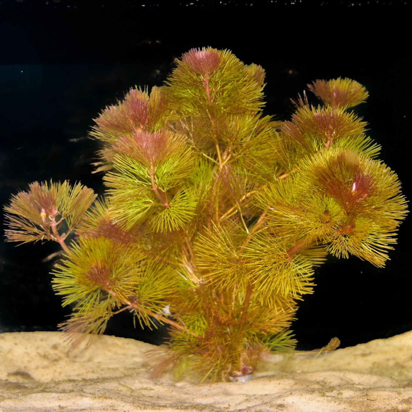 Pink Bloom Cabomba furcata — Florida Aquatic Nurseries