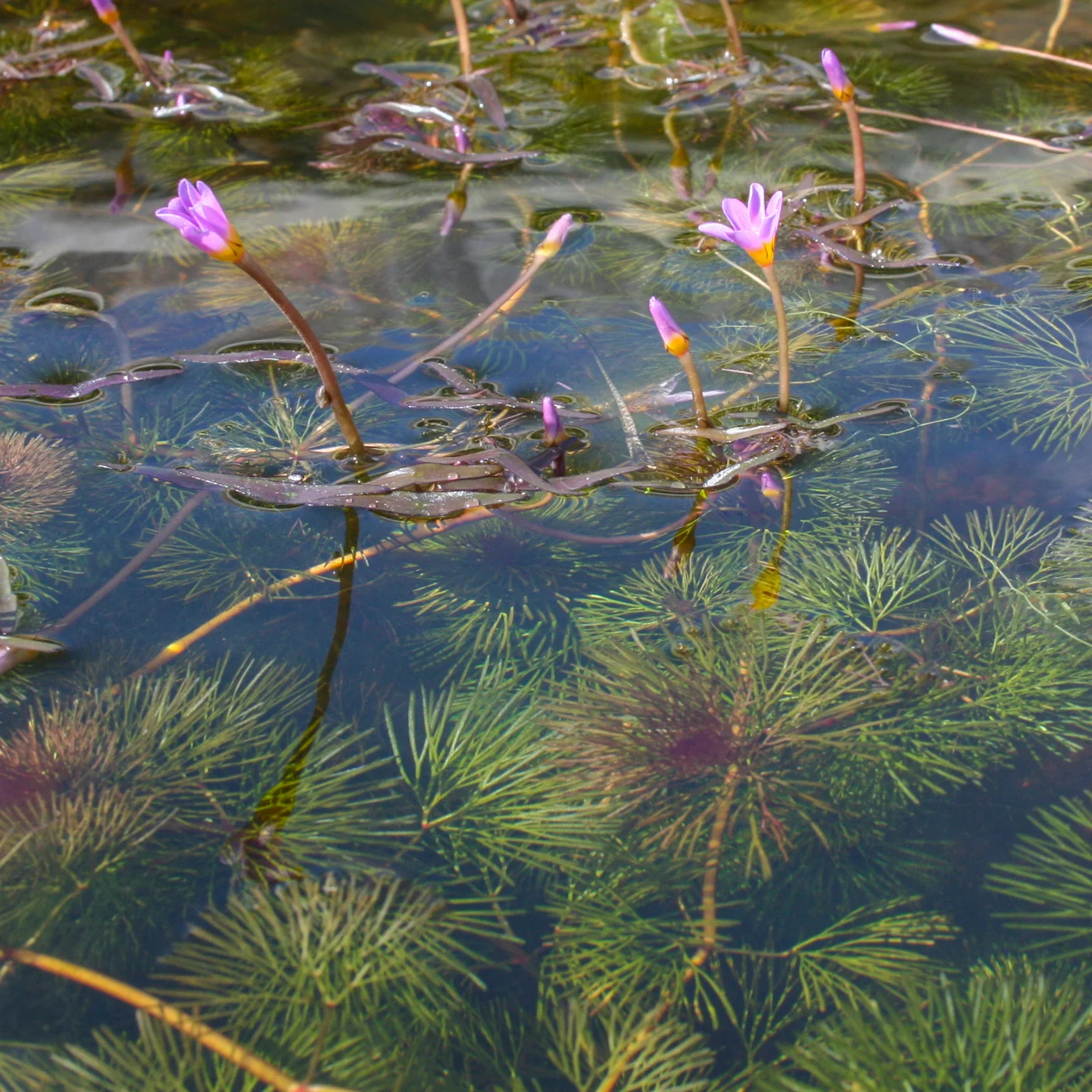 Pink Bloom Cabomba furcata — Florida Aquatic Nurseries