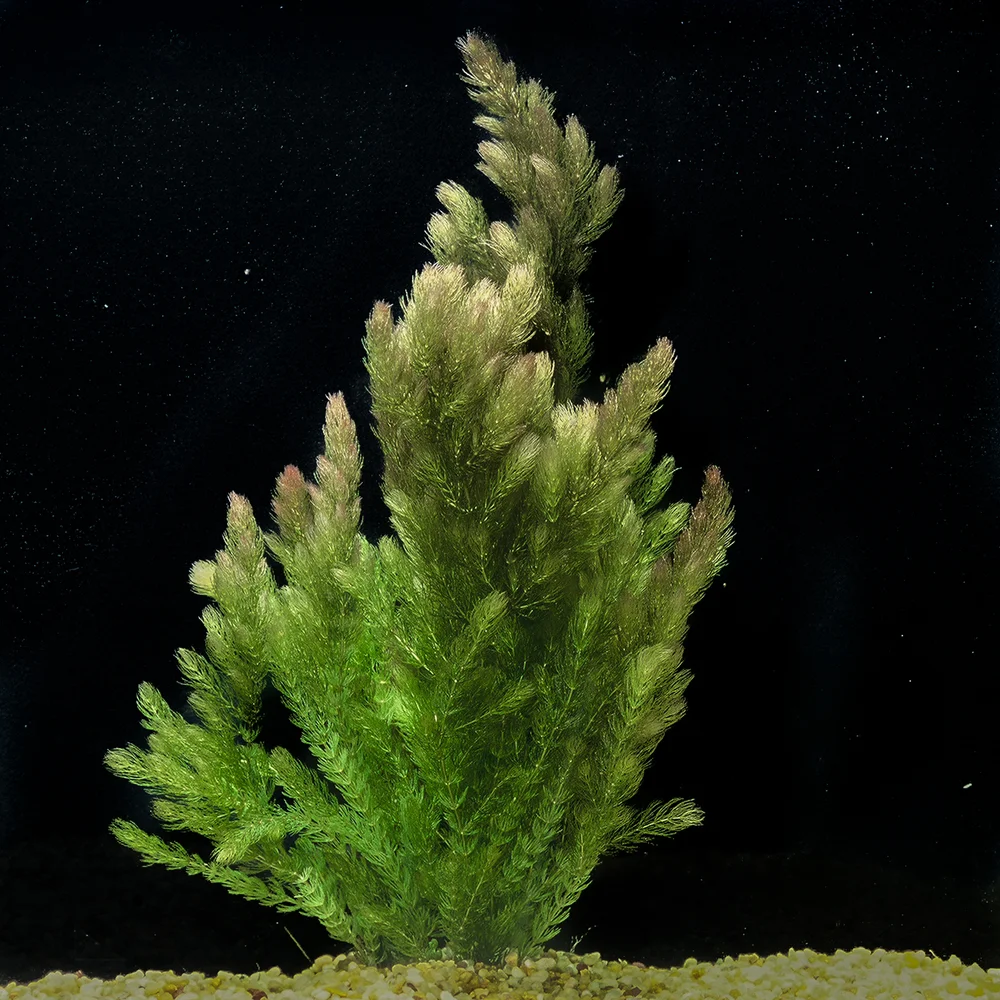 Hornwort